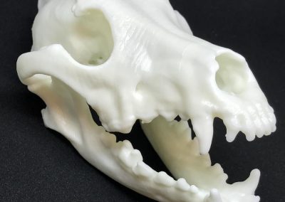 Dolicocephalic Dog Skull