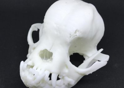 Brachycephalic Dog Skull